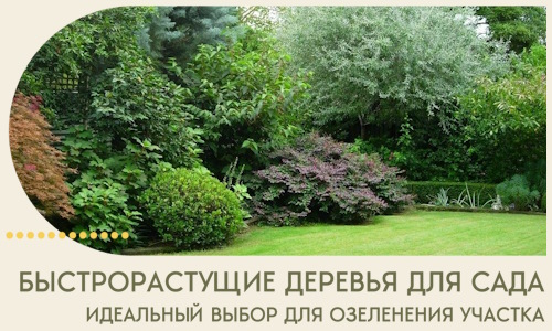 Быстрорастущие деревья для сада идеальный выбор в Лениногорске