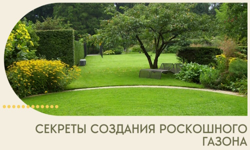 Секреты создания роскошного газона в Лениногорске